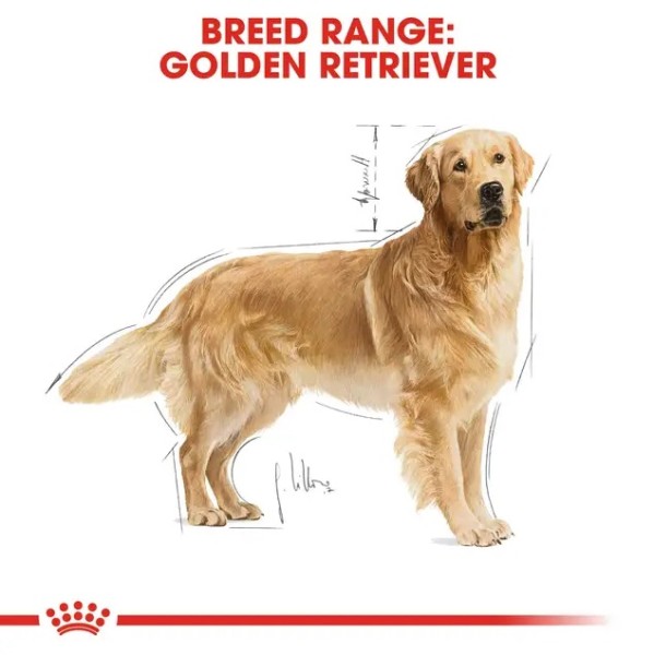 Royal Canin Golden Retriever Adult - Суха храна за голдън ретривъри в зряла възраст над 15 месеца